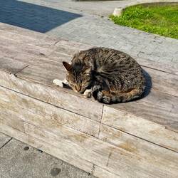 Harbour Cat