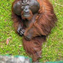 Orang-Utan Männchen