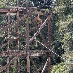 Orang-Utan Baby, 2J (rechts oben})