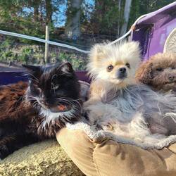 3 of the 4 furries had to join us in the sunshine on the stern