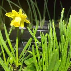 Our tiny daffodils have finally bloomed 🌼