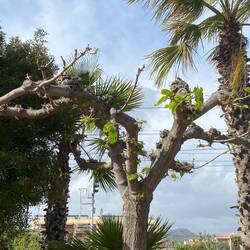 Diexersten Blätter des natürlichen Sonnenschirms sprießen