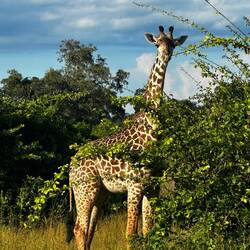 Die seltene Thornycraft Giraffe