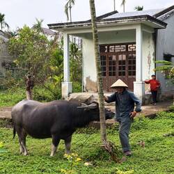 Water buffalo