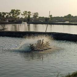 Garnelenfarm