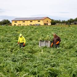Artischocken Ernte per Hand