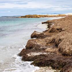Berge von angespültem Seegras