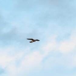 Ein Falke auf Beute-Ausschau