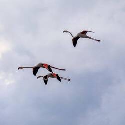 Flamingos am Abend 😍