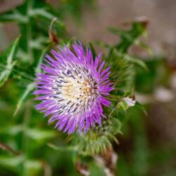Eine blühende Distel