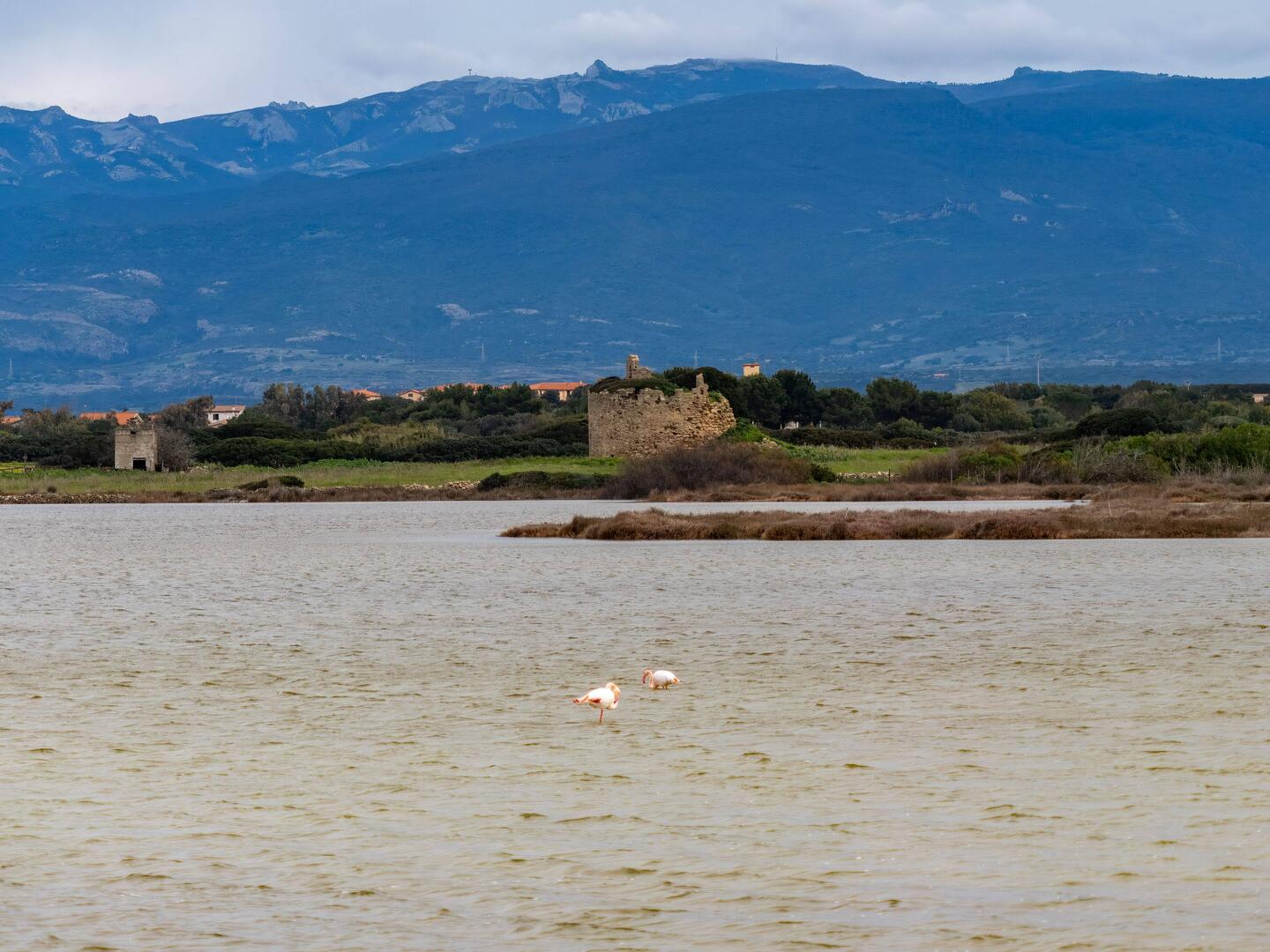Erste Flamingos am Morgen..