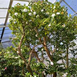 die älteste Kamelie Europas, über 200 Jahre alt