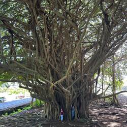 Ein riiiiiiesiger Banyanbaum