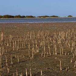 Die Mangroven sprießen