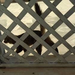 Katze vor unserer Terrasse