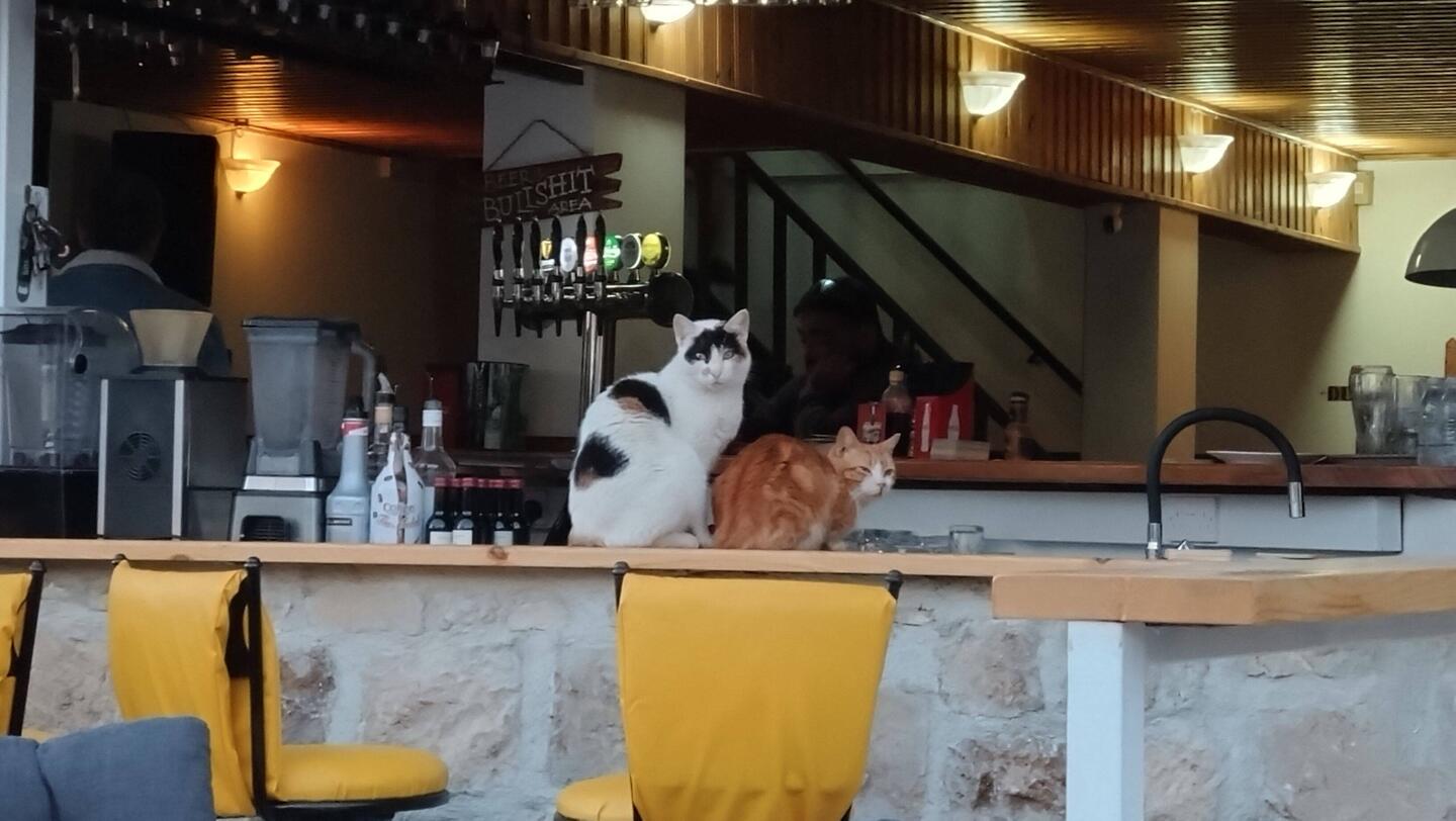 "Pussycat" (links) auf dem Tresen.