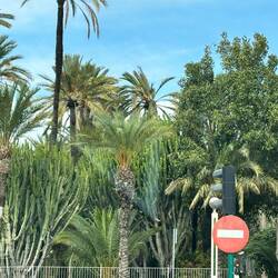 Palmen in Elche