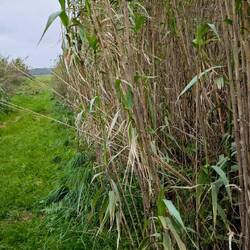 Bambusnachschub für Stöcke!