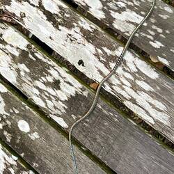 Paradise-Baumschlange (lassen sich den Blättern entlang vom Baum gleiten)