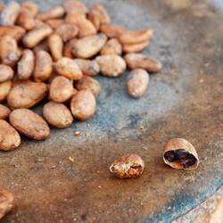 Getrocknet Kakao und