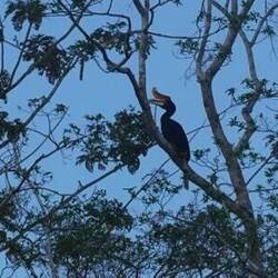 Rhinozeros Hornschnabel