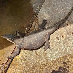 Waran beim Hafen Sandakan