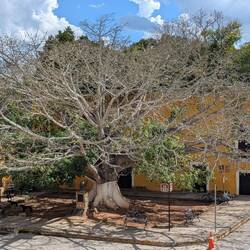 Ein riesiger Kapokbaum mit Früchten