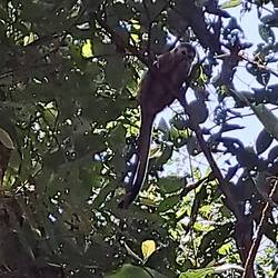 Totenkopfäffchen. Die sieht man hier relativ selten