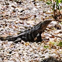 Iguana