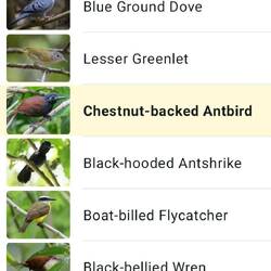 Diese Vögel hört man hier unter anderem