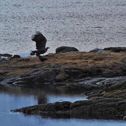 Mein täglicher Adler...