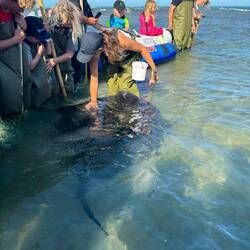 Part of the group enjoying a Short-tailed Ray