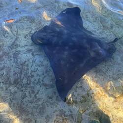 A smallish Eagle Ray