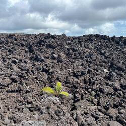 Die Natur erobert das Land zurück