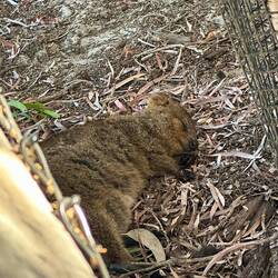 Quokka müde, Quokka schlafen