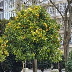 Oranges on this tree even in winter.