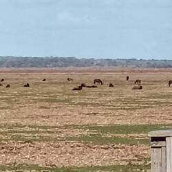 🦬🦬🦬🦬🦬 & 🐎🐎🐎🐎🐎