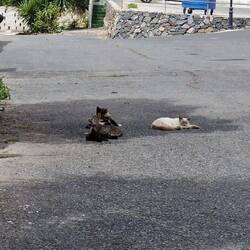 Katzen werden überall gut versorgt. 👍🏼