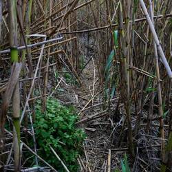 Kampf gegen den Bambus