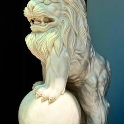 Un très beau lion majestueux 🤩