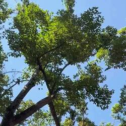 Les arbres aux chauves souris géantes 🤩😍 incroyable !