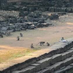Au temple Baphuon, le bonheur des singes 🥰