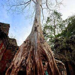 Le temple Prohm et ses arbres impressionnants