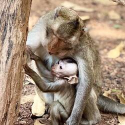 Il y a beaucoup de singes à Angkor 🥰 moment tendresse ❤️