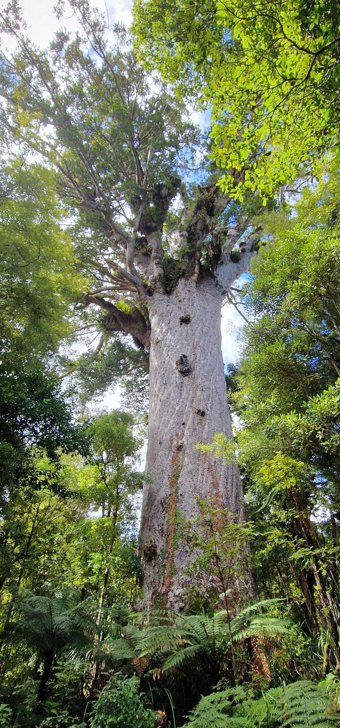 Alter seltener Baum Tane Mahuta so heisst der Baum