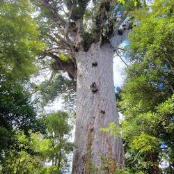 Alter seltener Baum Tane Mahuta so heisst der Baum