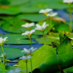 Wasser Schneeflocken