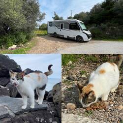 ..diese Mieze meint ganz lautstark "Hunger ist💩" und freut sich über eine Ration von uns..😻