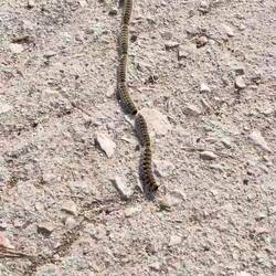 ..so ziehen sie ihre Wege die Prozessions-Spinner und ihre gefährlichen Härchen🐛