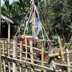 Kühe im Dreck und Schlamm